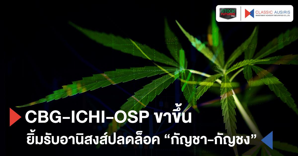 CBG-ICHI-OSP ขาขึ้น ยิ้มรับอานิสงส์ปลดล็อค “กัญชา-กัญชง”